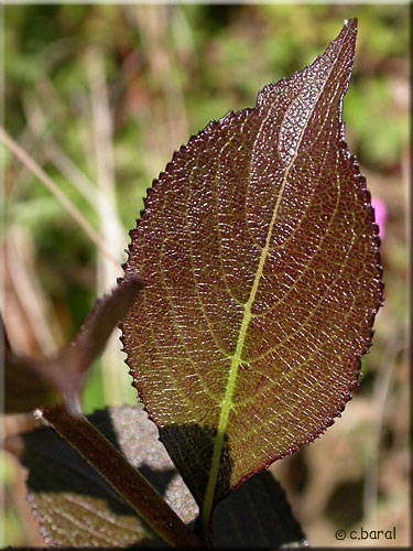 Feuilles du Weigela florida 'Victoria' Weigela florida 'Victoria' (feuilles)