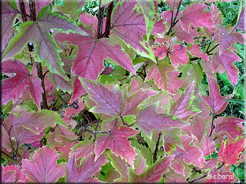 Couleurs d'automne de la Viorne 'Onondaga' Feuillage de la Viorne 'Onondaga'