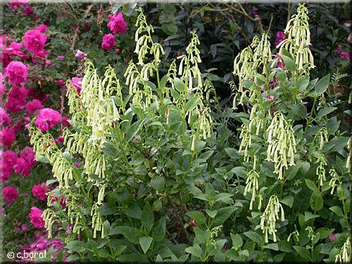 Fuchsia du Cap jaune, Phygelius aequalis 'Yellow Trumpet'