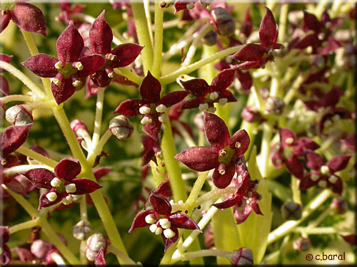 Fleurs de l'Aucuba japonica 'Crotonifolia' Aucuba japonica 'Crotonifolia' (fleurs)