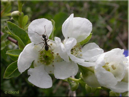 Exochorda macrantha 'The Bride'
