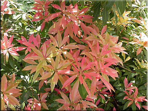 feuillage du Pieris 'Forest Flame'