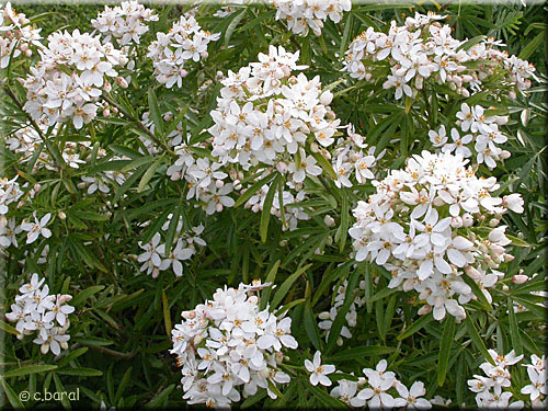 Oranger du Mexique 'Aztek Pearl', Choisya 'Aztek Pearl'