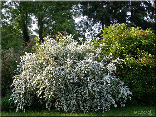 Spiraea x vanhouttei, Spirée de vanhoutte