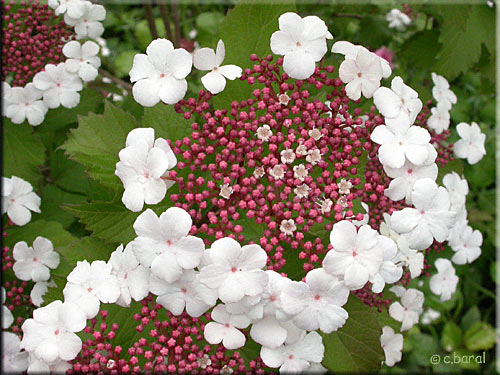 Viburnum sargentii 'Onondaga'
