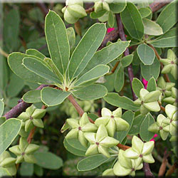 Exochorda macrantha, fruits