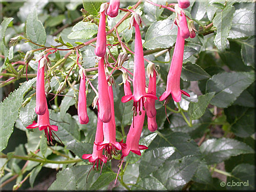 Fuchsia du Cap, Phygelius capensis