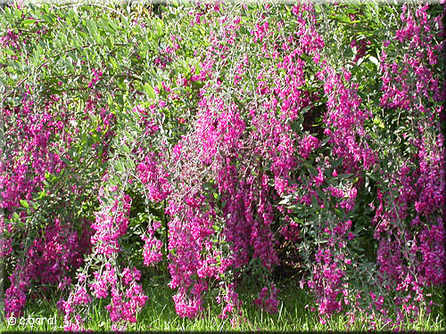Lespedeza thunbergii