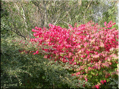 Fusain ailé, Euonymus alatus