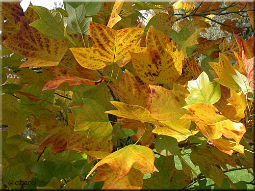 Couleurs d'automne du Tulipier de Virginie, Liriodendron tulipifera Couleurs d'automne du Liriodendron tulipifera, Tulipier de Virginie