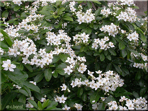 Oranger du Mexique, Choisya ternata en octobre Oranger du Mexique, Choisya ternata en octobre