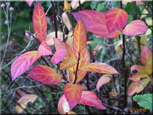 Coloris d'automne de l'Itéa de Virginie, Itea virginica Itéa de Virginie, Itea virginica. Feuilles d'automne