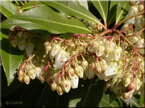 Fleurs du Pieris (Andromède)