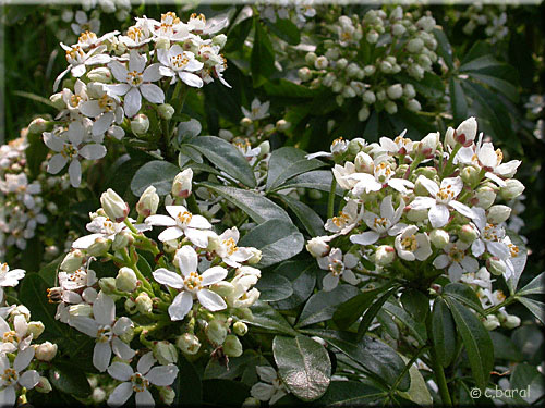 Oranger du Mexique, Choisya ternata