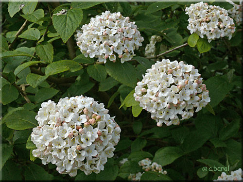 Viburnum x carlcephalum