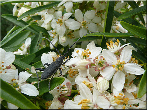 Capricorne sur Choisya 'Aztek Pearl'
