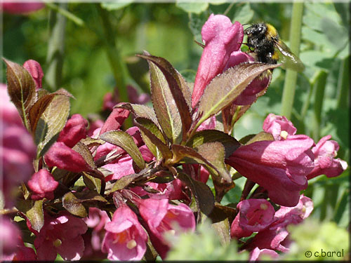 Weigela florida 'Victoria'