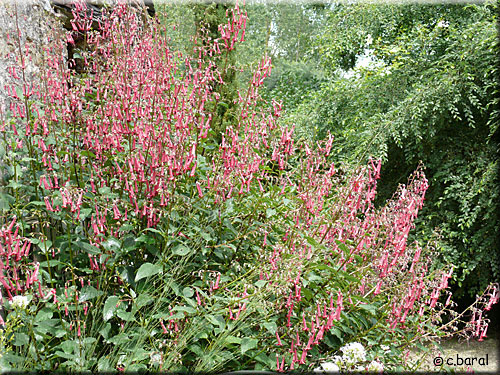 Phygelius capensis, Fuchsia du Cap