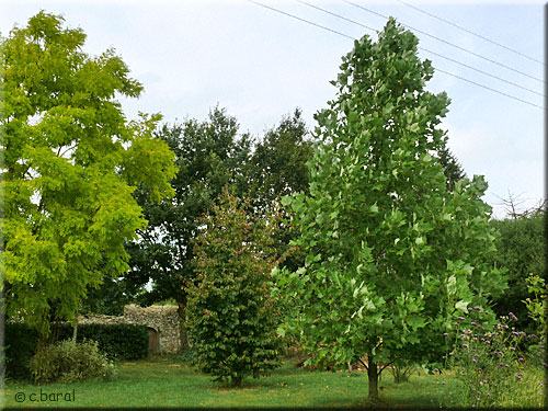 Liriodendron tulipifera, Tulipier de Virginie Liriodendron tulipifera, Tulipier de Virginie