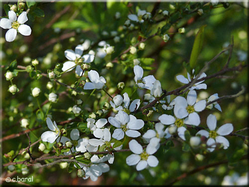 Fleurs de Spirée de Thunberg, Spiraea thunbergii fin mars Fleurs de Spirée de Thunberg, Spiraea thunbergii