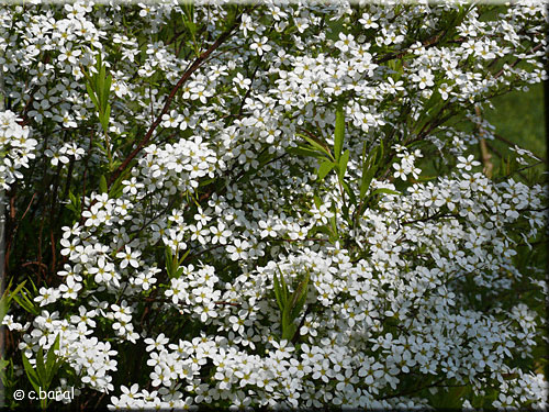 Spirée de Thunberg, Spiraea thunbergii