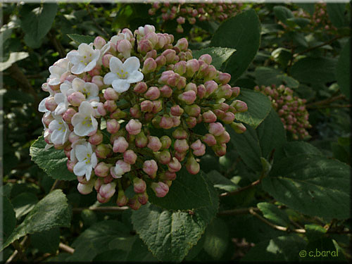 Fleurs du Viburnum carlcephalum Fleurs du Viburnum carlcephalum