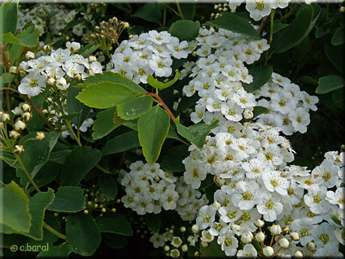 Fleurs de Spirée de vanhoutte, Spiraea x vanhouttei en octobre