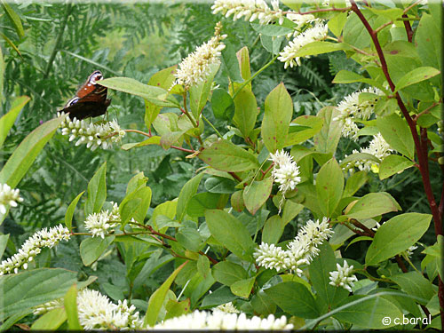 L'Itéa de Virginie, Itea virginica, attire les papillons Itéa de Virginie, Itea virginica