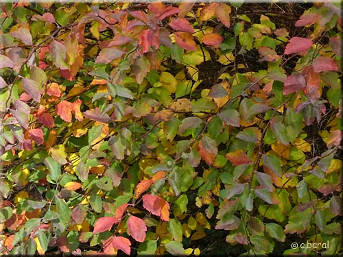 Feuillage de Spirée de vanhoutte en novembre