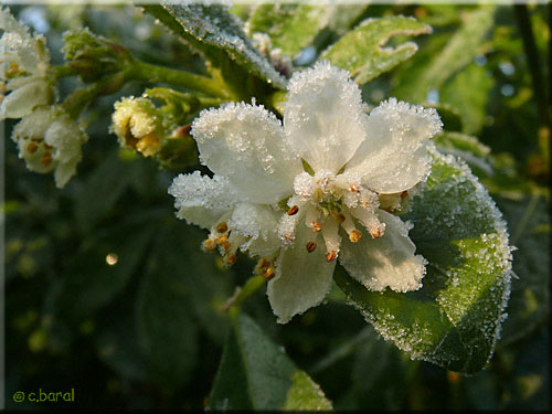 Fleurs de l'Oranger du Mexique surprises par le gel en décembre Fleurs de l'Oranger du Mexique en décembre