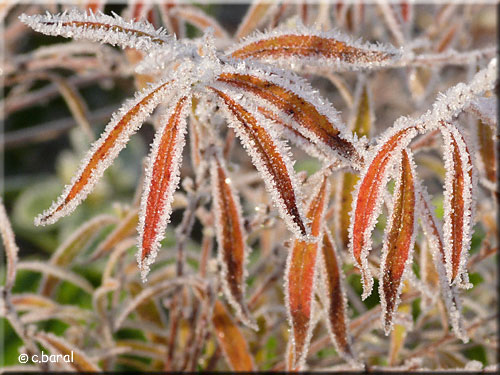 Spiraea thunbergii, Spirée de Thunberg début janvier Spiraea thunbergii, Spirée de Thunberg. Feuillage
