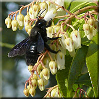 Xylocope butinant les fleurs de Pieris