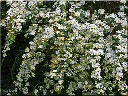 Spirée de vanhoutte, Spiraea x vanhouttei
