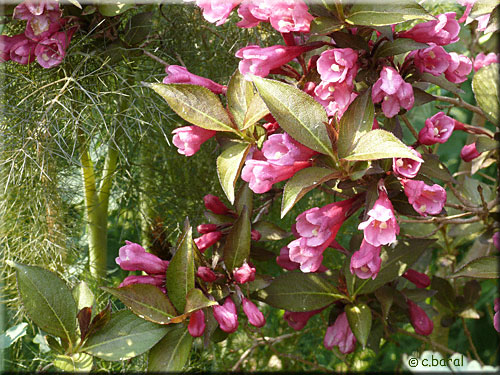Fleurs du Weigela florida 'Victoria' Weigela florida 'Victoria' (fleurs)