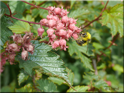 Le Neillia affinis attire abeiiles et bourdons Fleurs du Neillia affinis