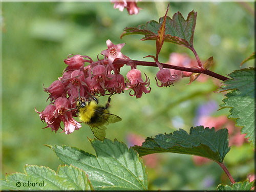 Fleurs du Neillia affinis, Neillia Neillia affinis