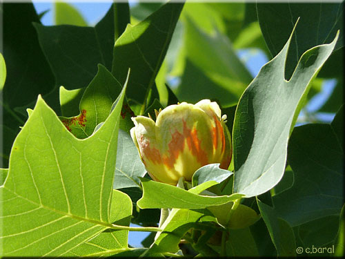 Fleur du Tulipier de Virginie, Liriodendron tulipifera Fleur du Tulipier de Virginie, Liriodendron tulipifera