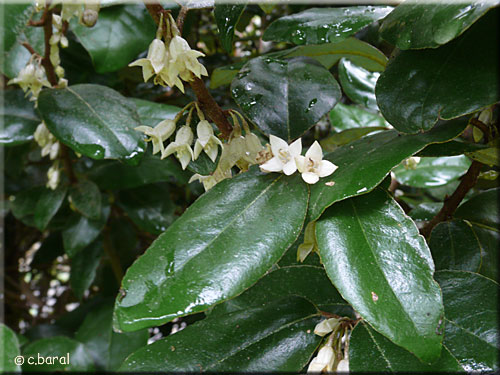 Elaeagnus ebbingei, Chalef piquant