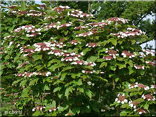 Viorne obier 'Onondaga' Viorne obier 'Onondaga'