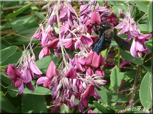 Abeille charpentière sur Lespedeza thunbergii