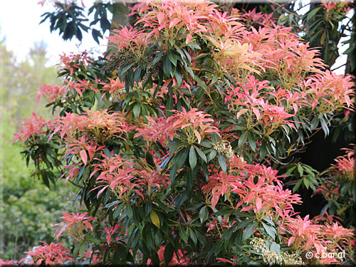 feuillage du Pieris 'Forest Flame'
