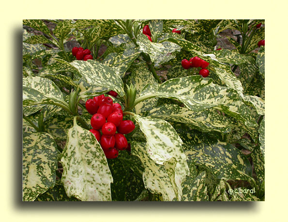 Aucuba japonica 'Crotonifolia', Aucuba  feuilles de Croton