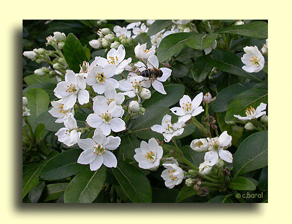 Choisya ternata, Oranger du Mexique