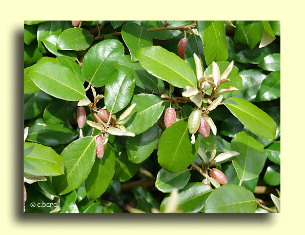Elaeagnus  ebbingei, Chalef piquant