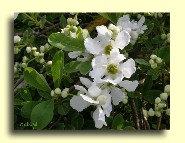 Exochorda macrantha 'The Bride'