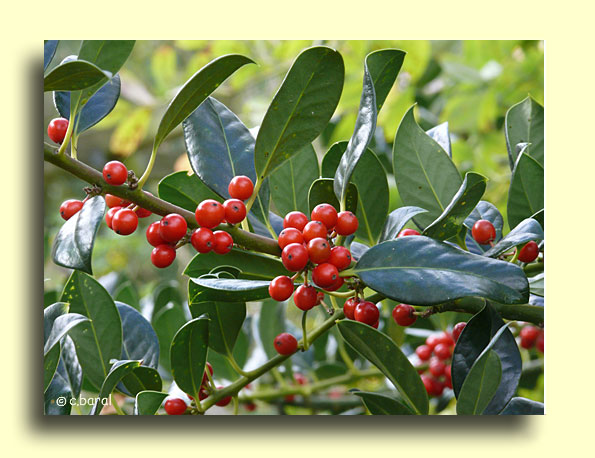 Ilex aquifolium 'J.C. van Tol', Houx