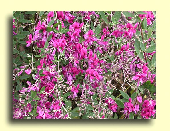 Lespedeza thunbergii