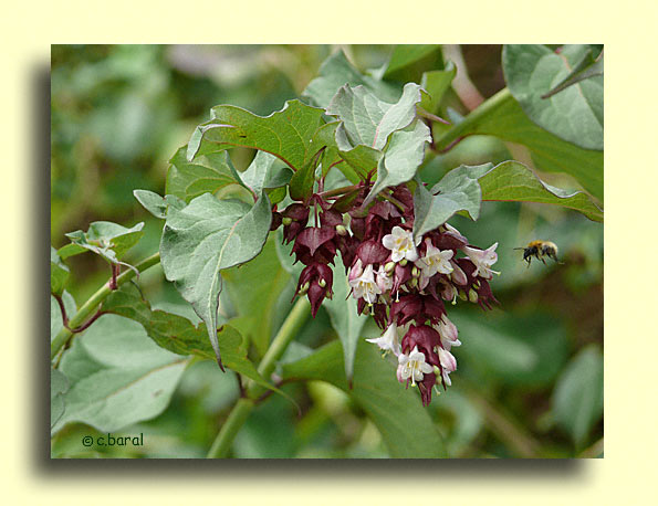 Leycesteria formosa, Arbre aux faisans
