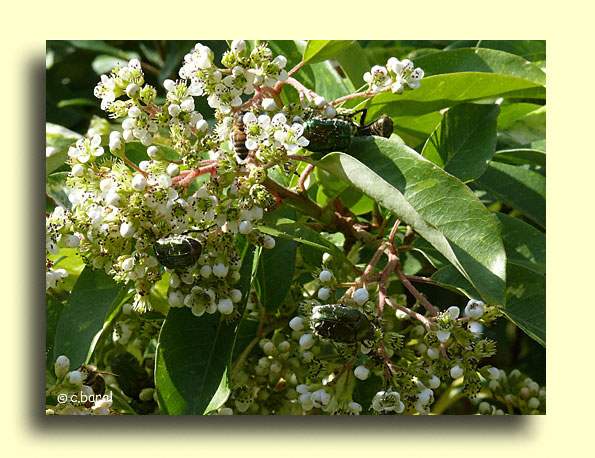 Photinia davidiana 'Palette'