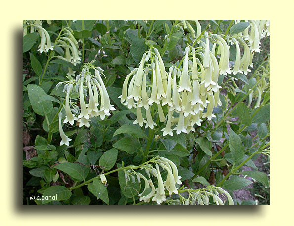 Phygelius aequalis 'Yellow Trumpet', Fuchsia du Cap jaune